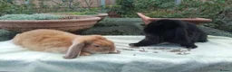 Mini Lop rabbits for sale: Pretty (Mostly) Female Minilop and Dwarf Lop - Advert 13