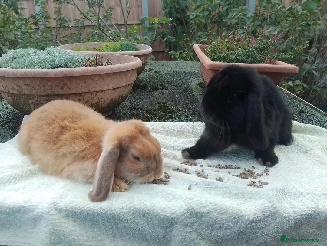Mini Lop rabbits for sale: Pretty (Mostly) Female Minilop and Dwarf Lop - Advert 13