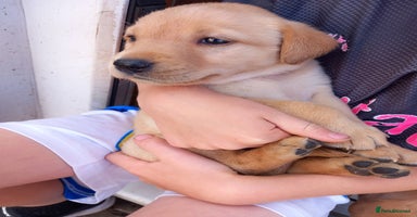 Labrador Retriever dogs - Advert 5