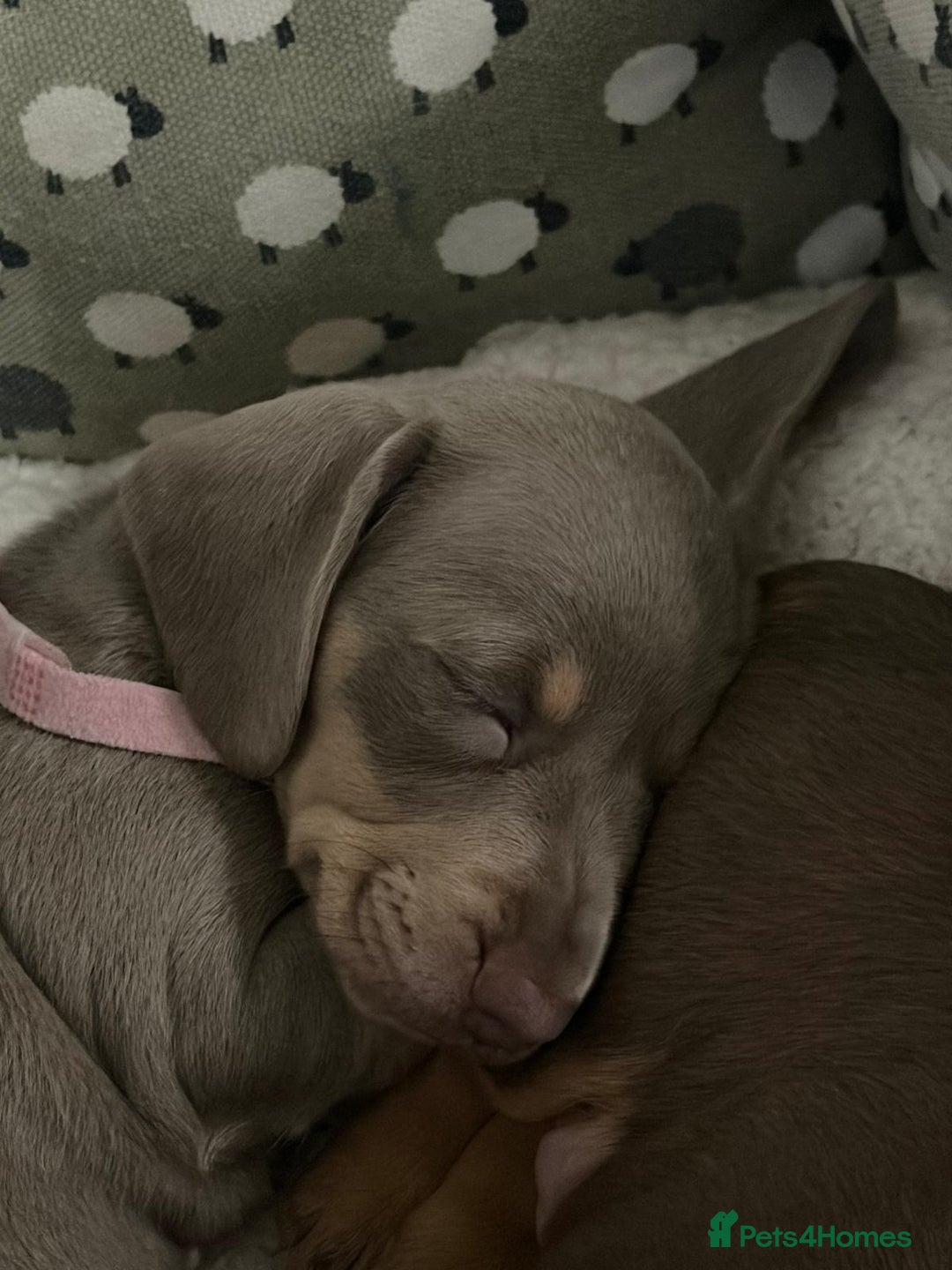 Miniature Dachshund dogs for sale: Miniature dachshund puppies  - Advert 5