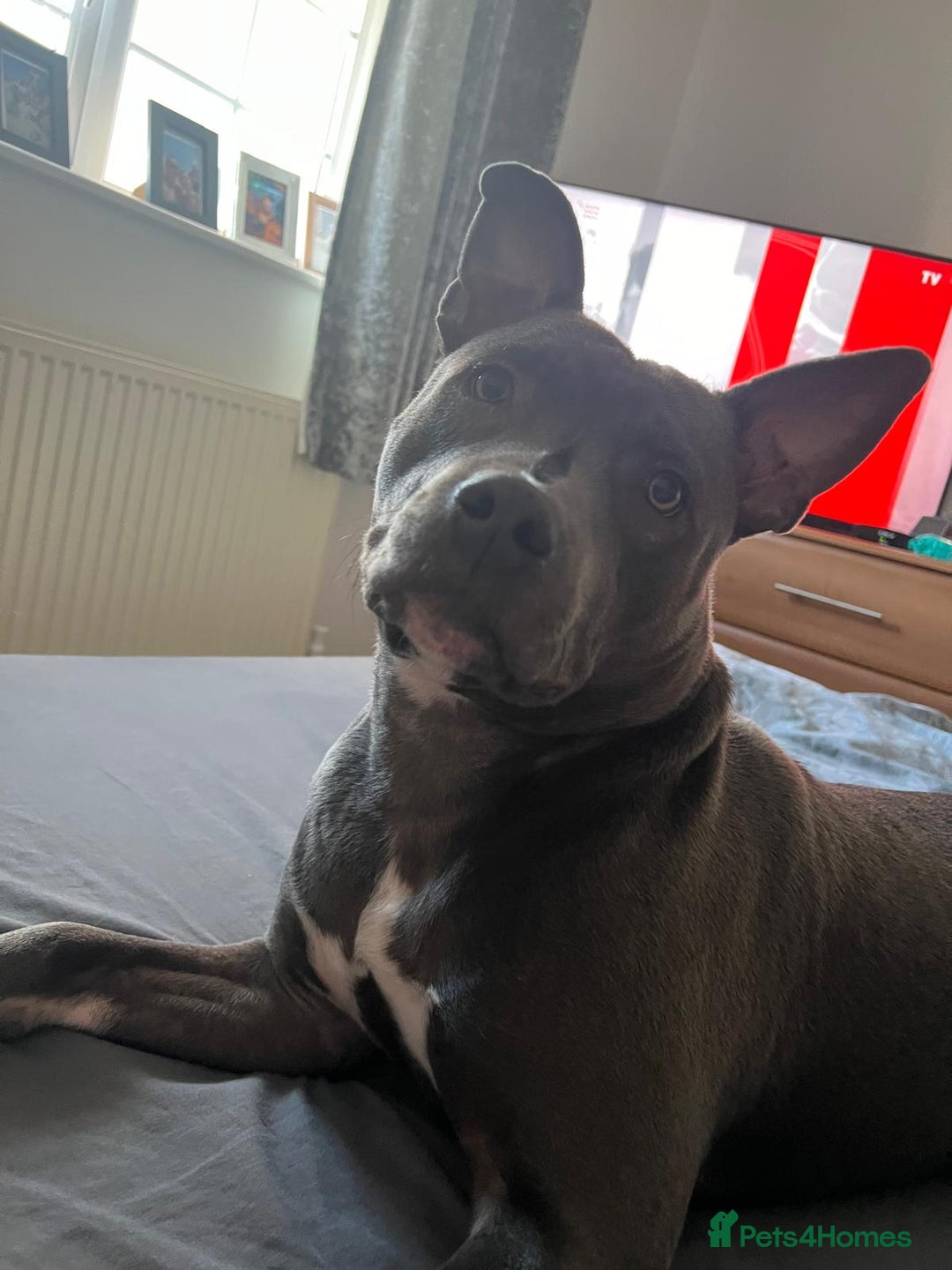 Staffordshire Bull Terrier dogs for stud: Snoopy Staffordshire Bull Terrier Blue in Basildon - Advert 2