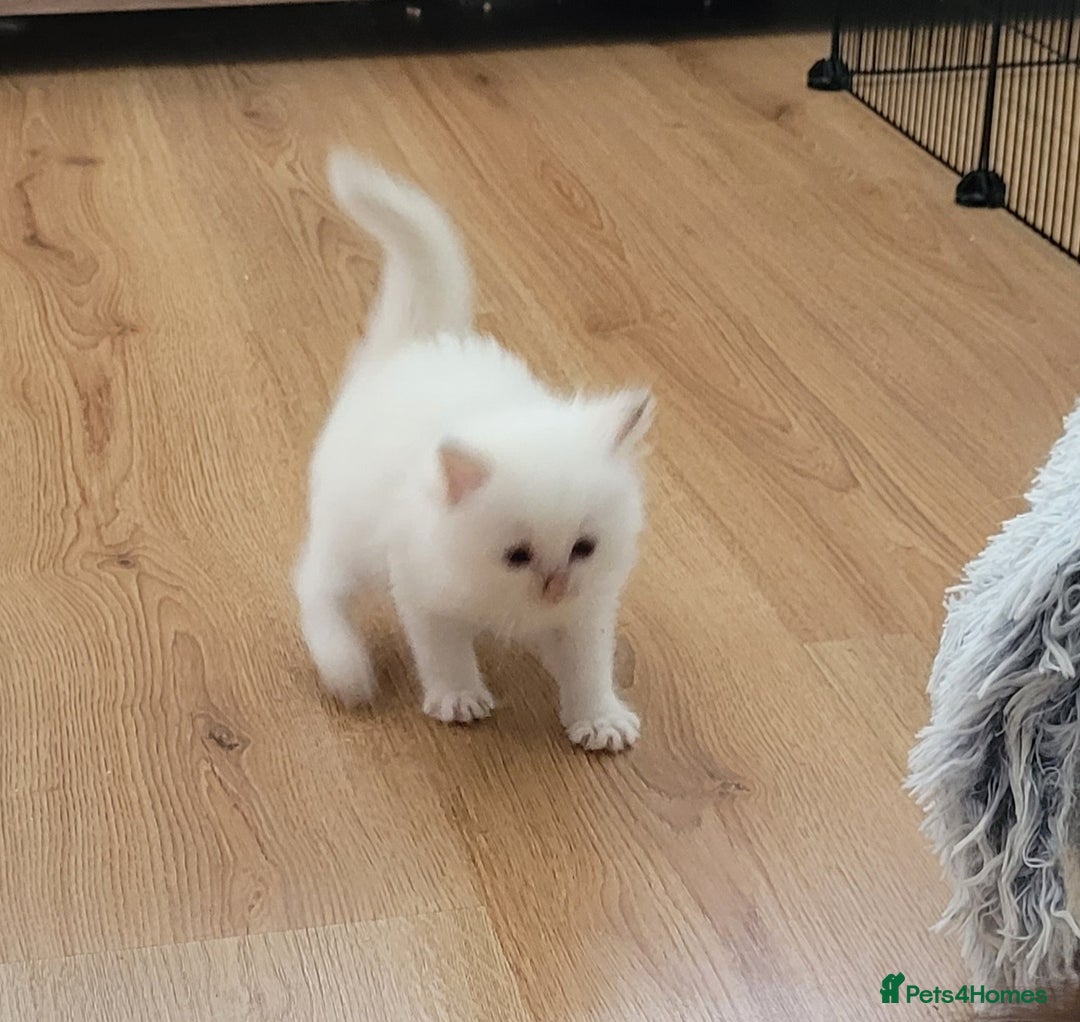 Ragdoll cats for sale: REDUCED Ragdoll kitten ready now - Image 14