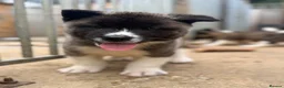 Akita dogs for sale: KC Reg American Akita puppies - Advert 8