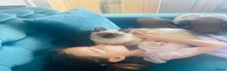 Ragdoll cats for stud: Ragdoll for stud Proven TICA&GCCF Registered💙 in Bristol - Advert 32