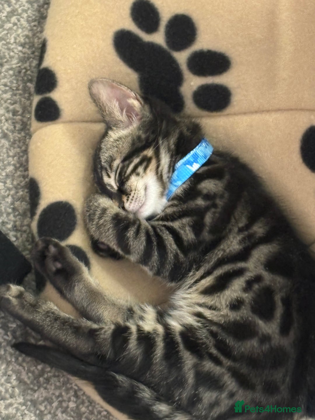 Bengal cats for sale: Half bengal boy kitten 16 weeks old  - Image 4