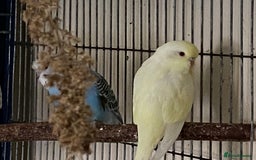 Budgerigars birds for sale: 6 Budgies  - Image 8
