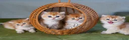 British Longhair cats for sale: TICA Exceptional Pedigree Golden British Kittens - Advert 17