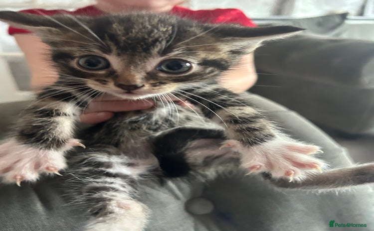 Domestic Shorthair cats - Advert 16