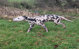 Dalmatian dogs for sale: Dalmatian older girl - Image 3