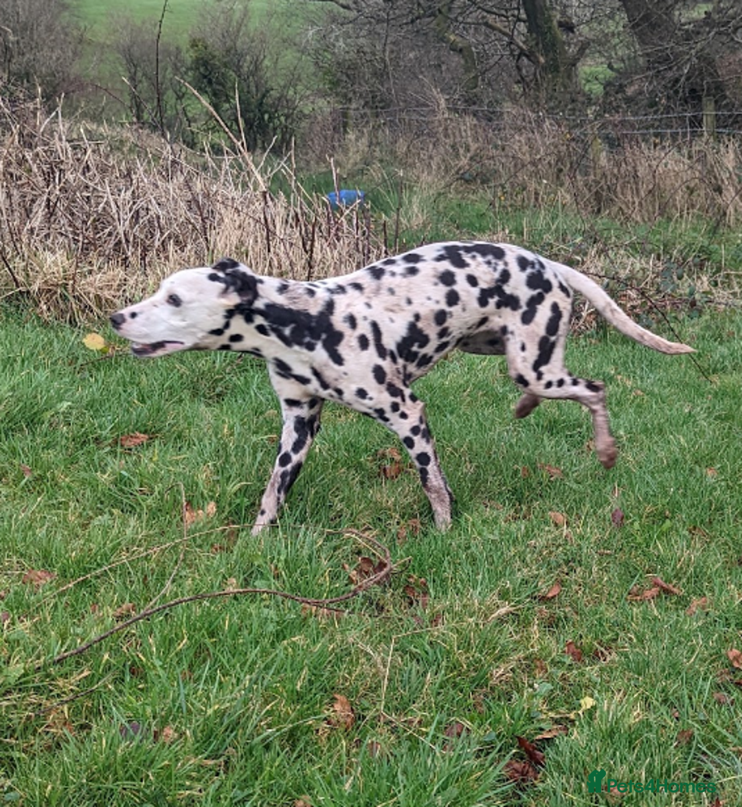 Dalmatian dogs for sale: Dalmatian older girl - Image 3