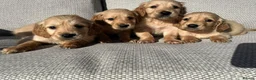 Golden Retriever dogs for sale: 🐾 Gorgeous Golden Retriever Puppies 🐾 in Swadlincote - Advert 4