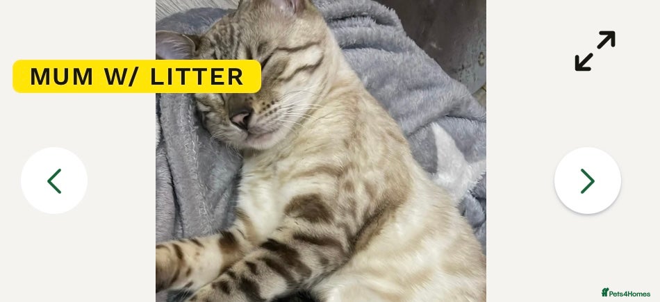 Mixed Breed cats Two mixed bengal kittens - Advert 16