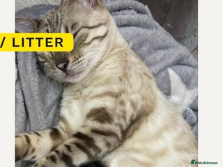 Mixed Breed cats Two mixed bengal kittens - Advert 10