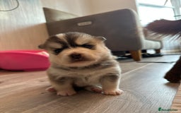 Pomsky dogs for sale: Pomsky Puppies  - Image 15