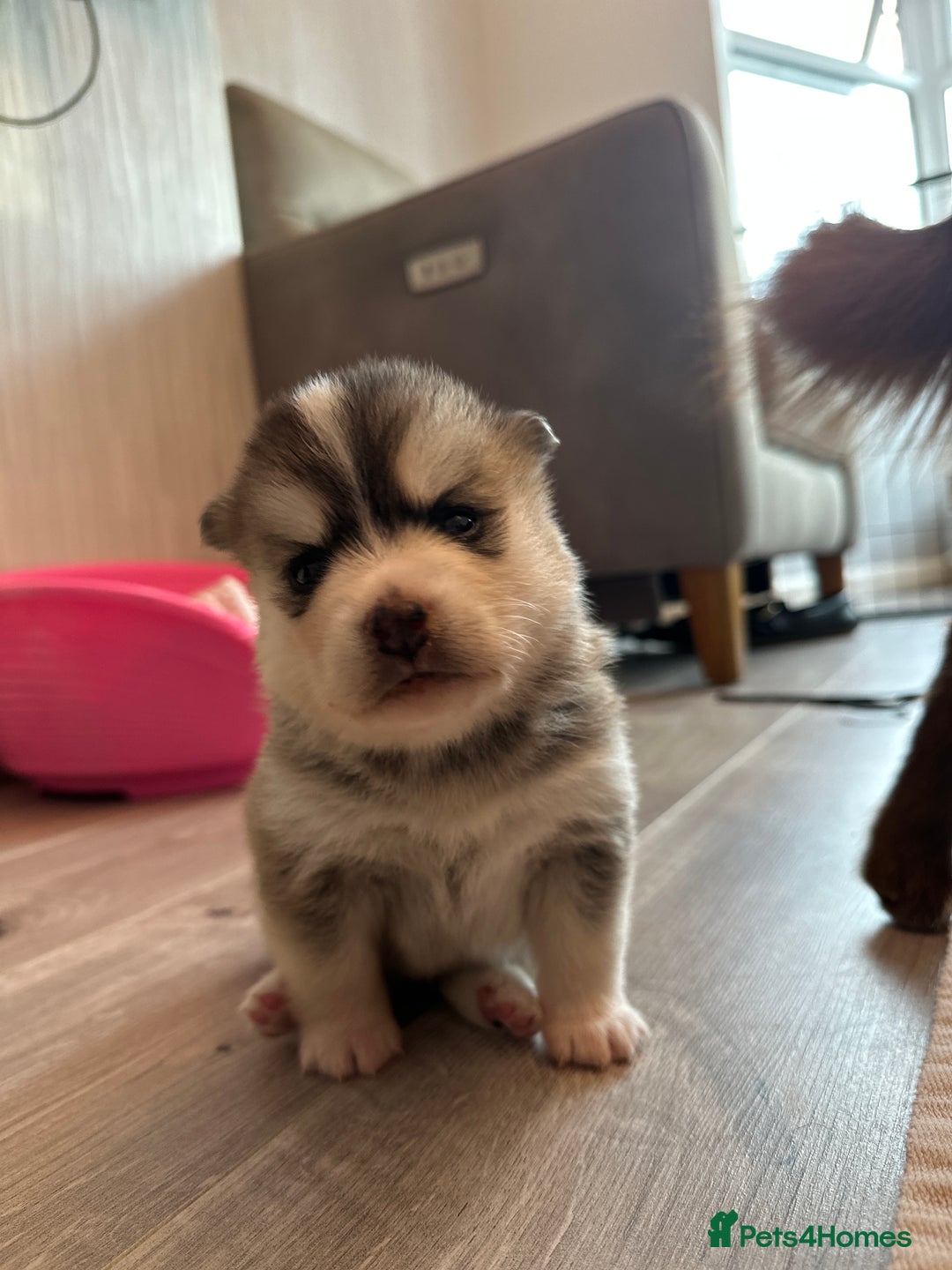 Pomsky dogs for sale: Pomsky Puppies  - Image 15