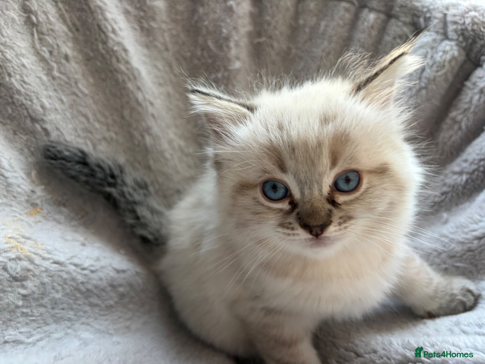 Ragdoll cats Gorgeous ragdoll girls! Only 2 left!  - Advert 2