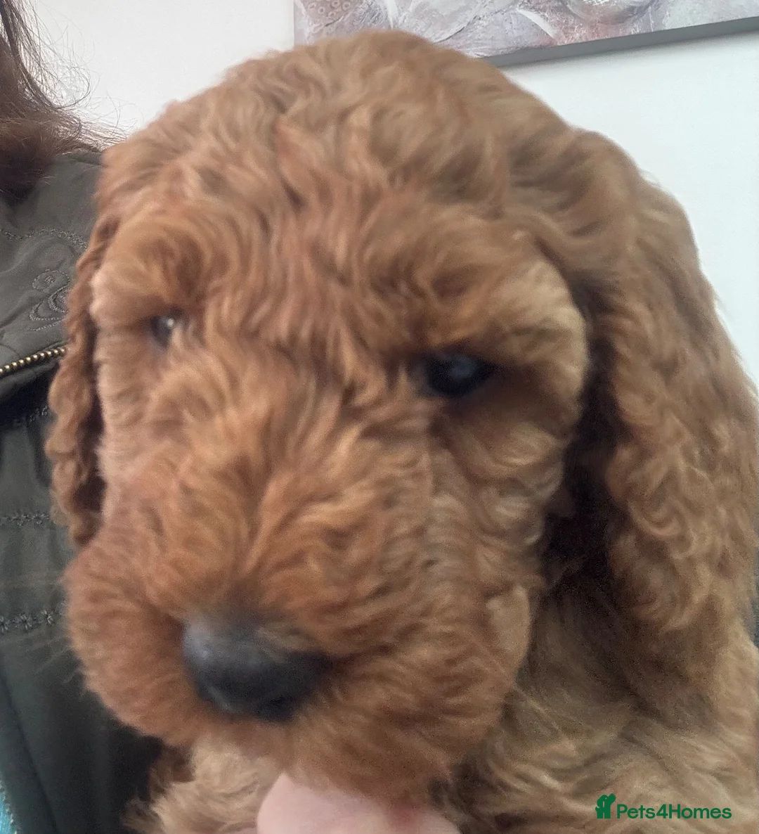 Cockapoo dogs for sale: COCKAPOO PUPPIES - Advert 2