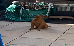 Dogue De Bordeaux dogs for sale: Male and female dogue de bordeaux puppies  - Advert 6