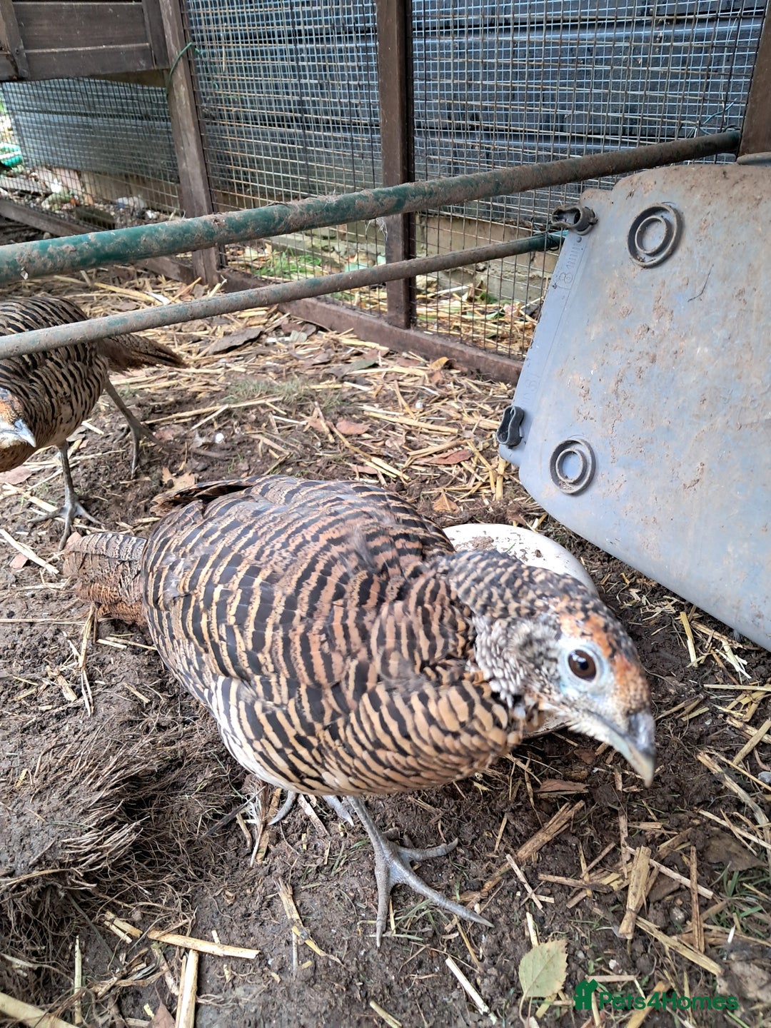 Pheasants poultry for sale: lady amherst pheasant  - Image 5