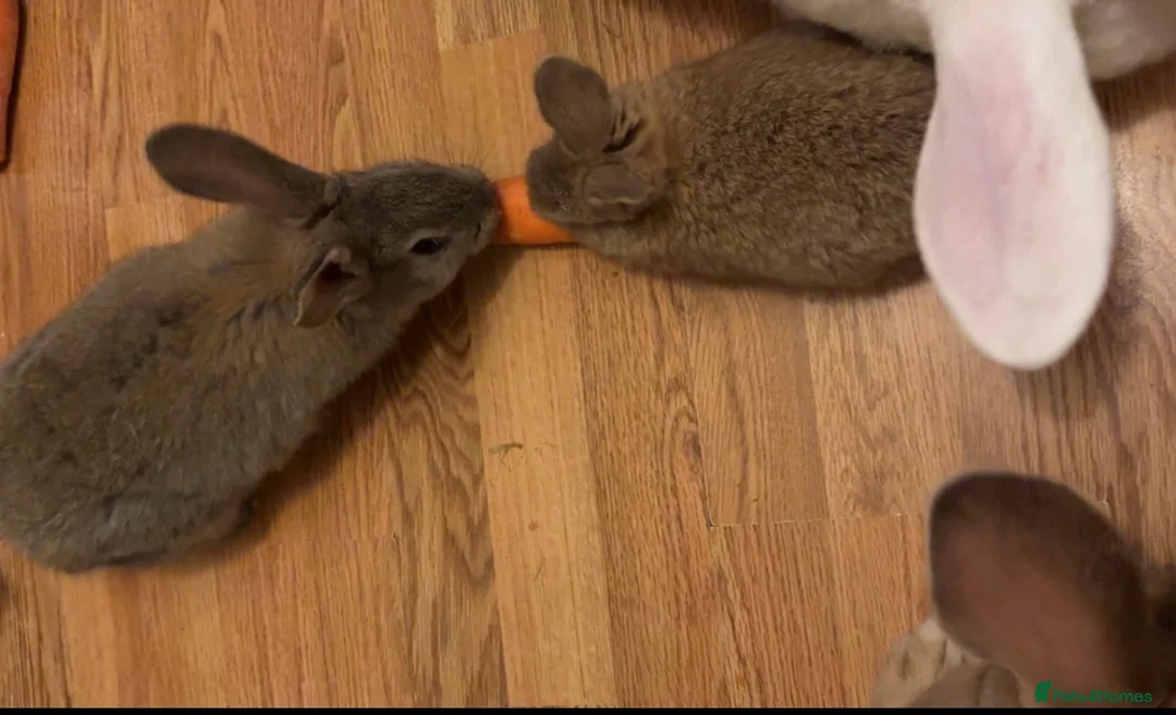 Continental Giant rabbits for sale: Bunnies - Advert 2