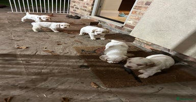 Clumber Spaniel dogs - Advert 14