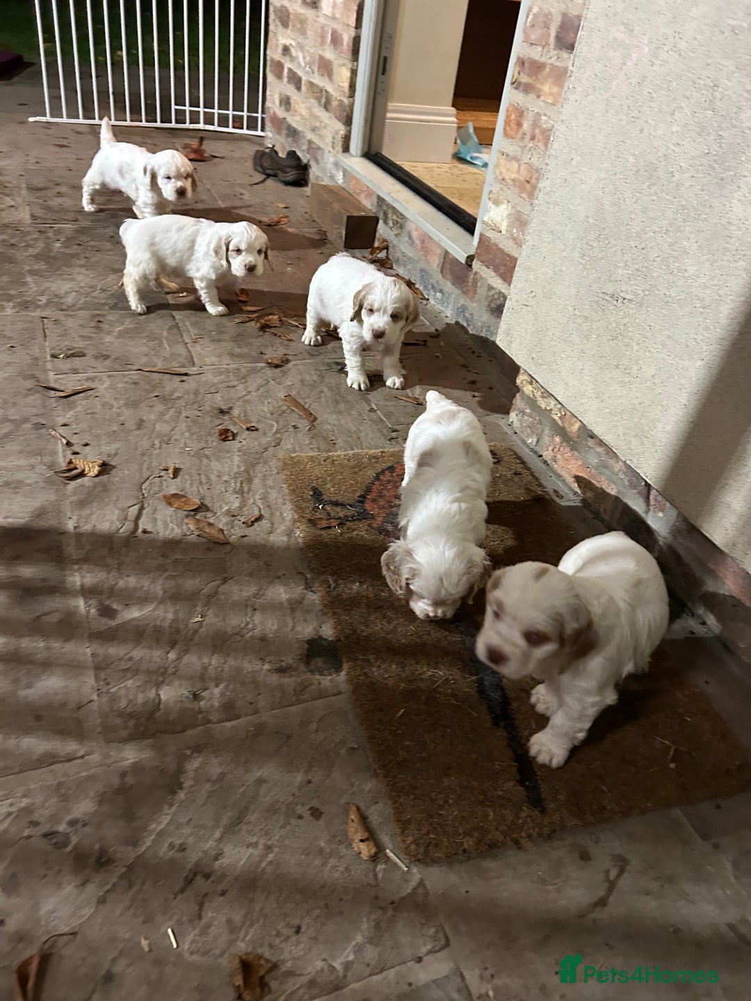 Clumber Spaniel dogs for sale: Clumber spaniel Puppies For Sale COI 6.4% - Advert 3