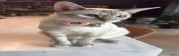 Bengal cats for sale: ☁️ BENAMESE KITTENS DUE AUGUST ☁️ - Advert 15