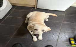 Labrador Retriever dogs for stud: White Labrador Stud – Smart & Loving Atlas - Image 2