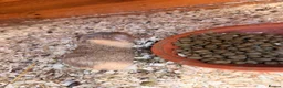 Guinea Pig rodents for sale: Last 4 left, next litter ready to leave 13th july - Advert 12