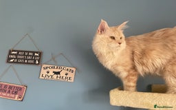 Maine Coon cats for stud: 🏆🏆INTERNATIONAL CHAMPION LINE TICA STUD🏆🏆 - Image 11