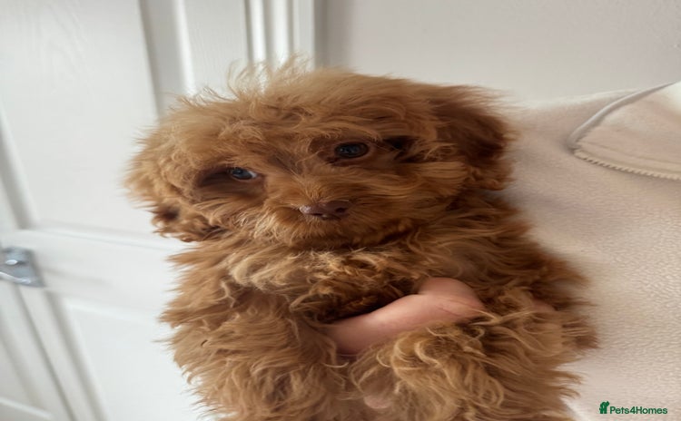 Cockapoo dogs for sale - Advert 1