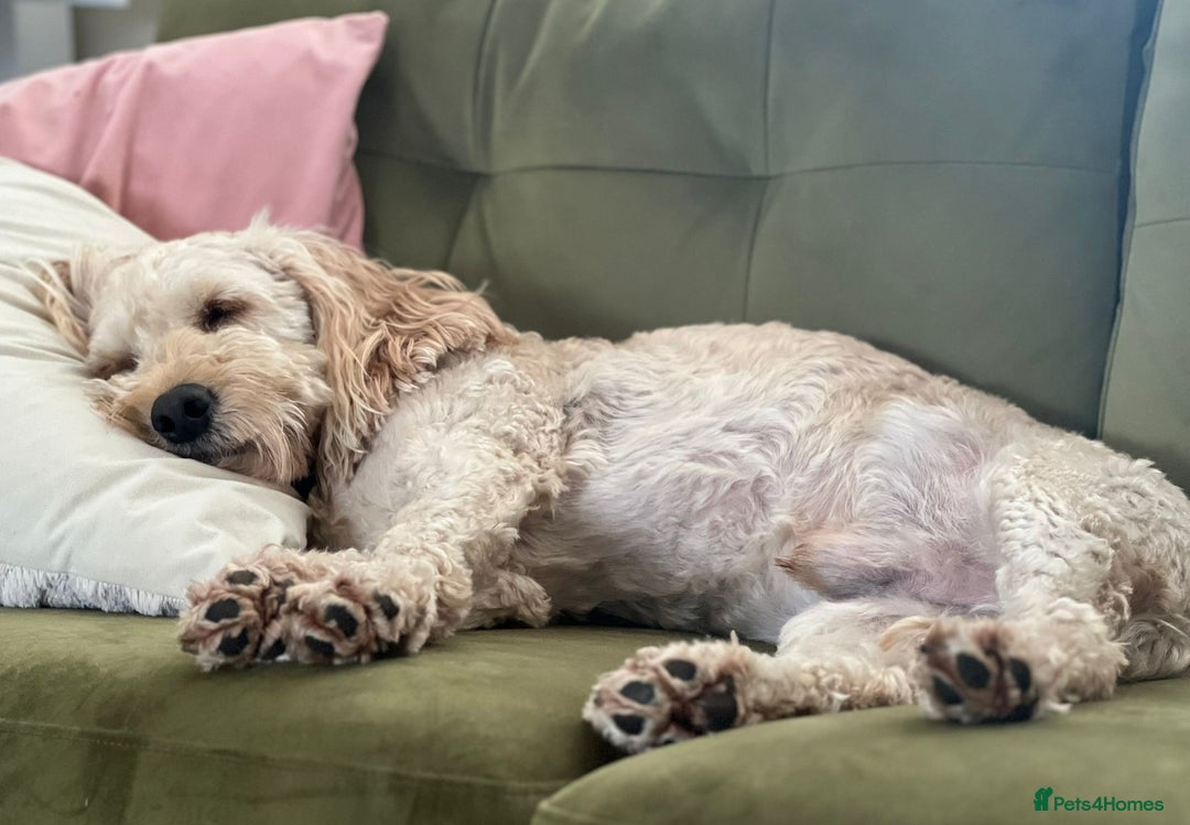 Cockapoo dogs for adoption: Handsome & loyal WOODY needs a new Loving Home - Image 5