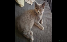British Shorthair cats for sale: British Short-hair Kittens x3  - Image 4