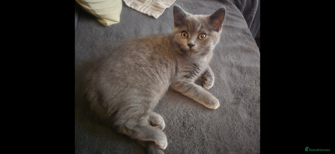 British Shorthair cats for sale: British Short-hair Kittens x3  - Image 4