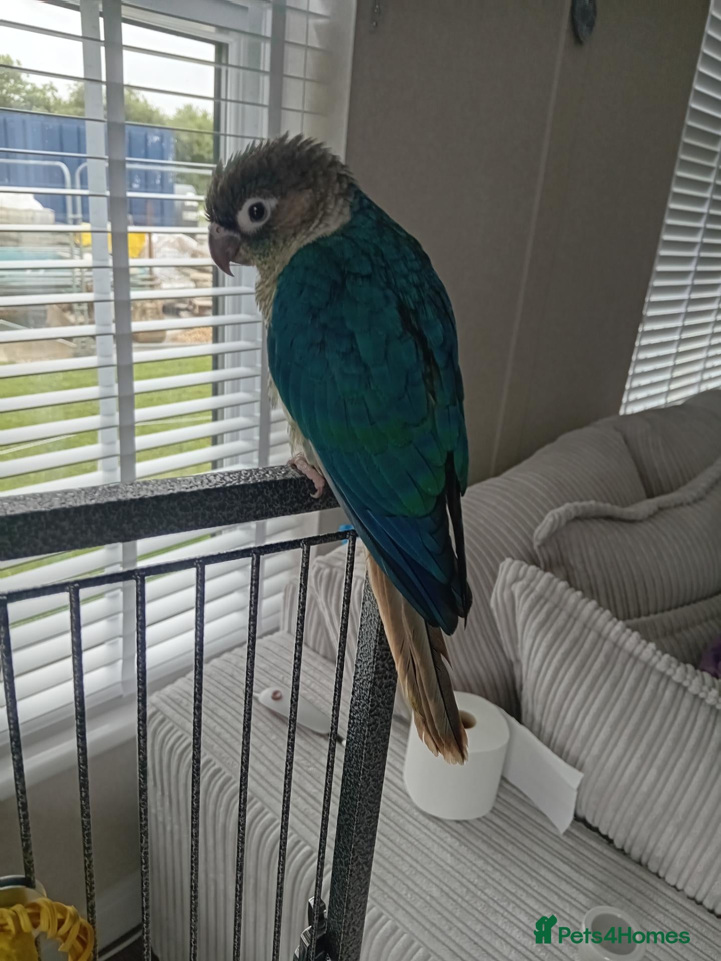 Conures birds Conure baby + cage etc - Advert 1