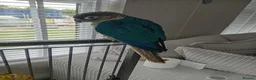 Conures birds for sale: Conure baby + cage etc - Advert 1
