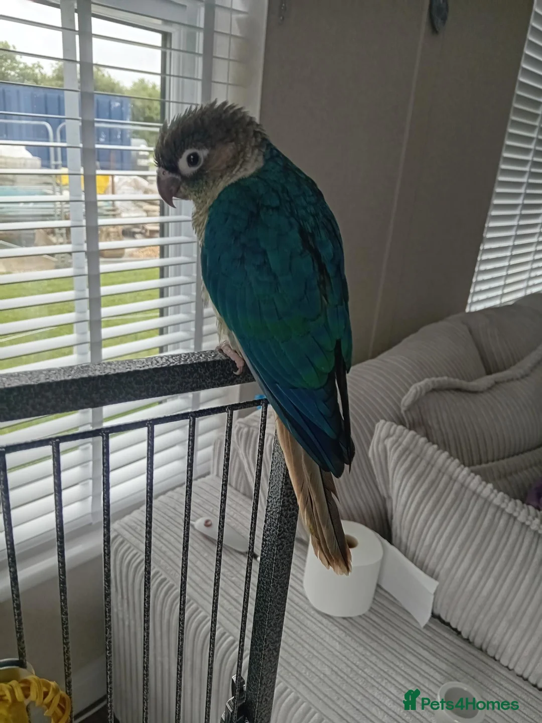 Conures birds for sale: Conure baby + cage etc - Advert 1
