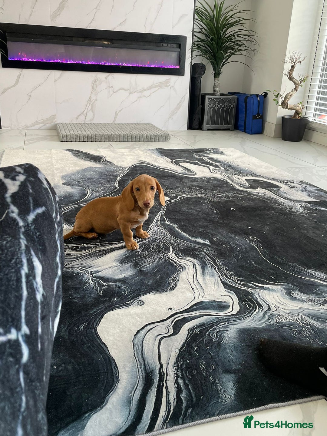 Miniature Dachshund dogs for sale: Miniature Dachshund shaded cream baby girl - Image 3