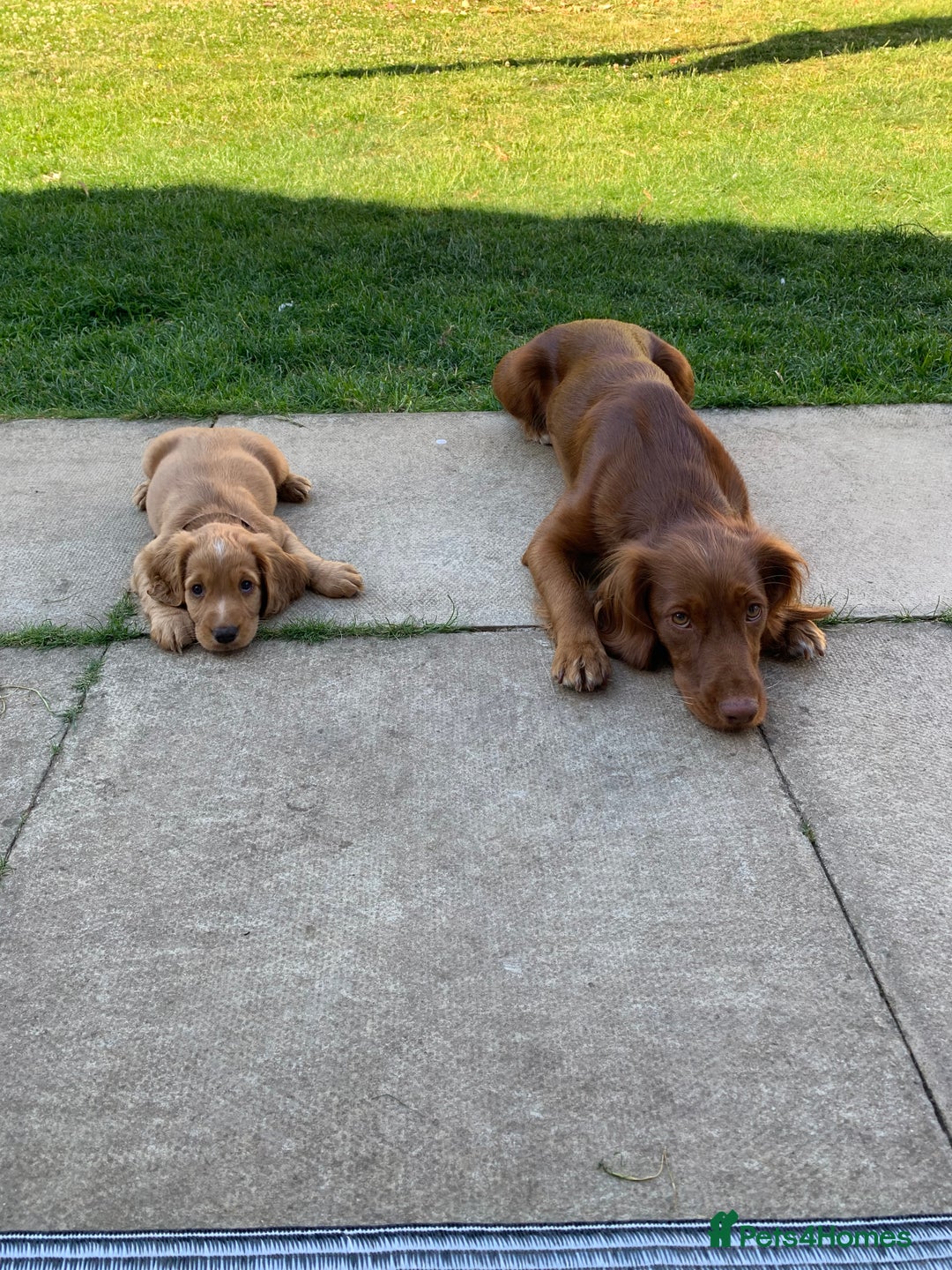 Cocker Spaniel dogs for sale: 🧡 Waiting List OPEN! 🧡 Fox Red WCS - Image 9