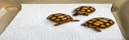 Tortoise reptiles for sale: Baby Sulcata Tortoises - Advert 2