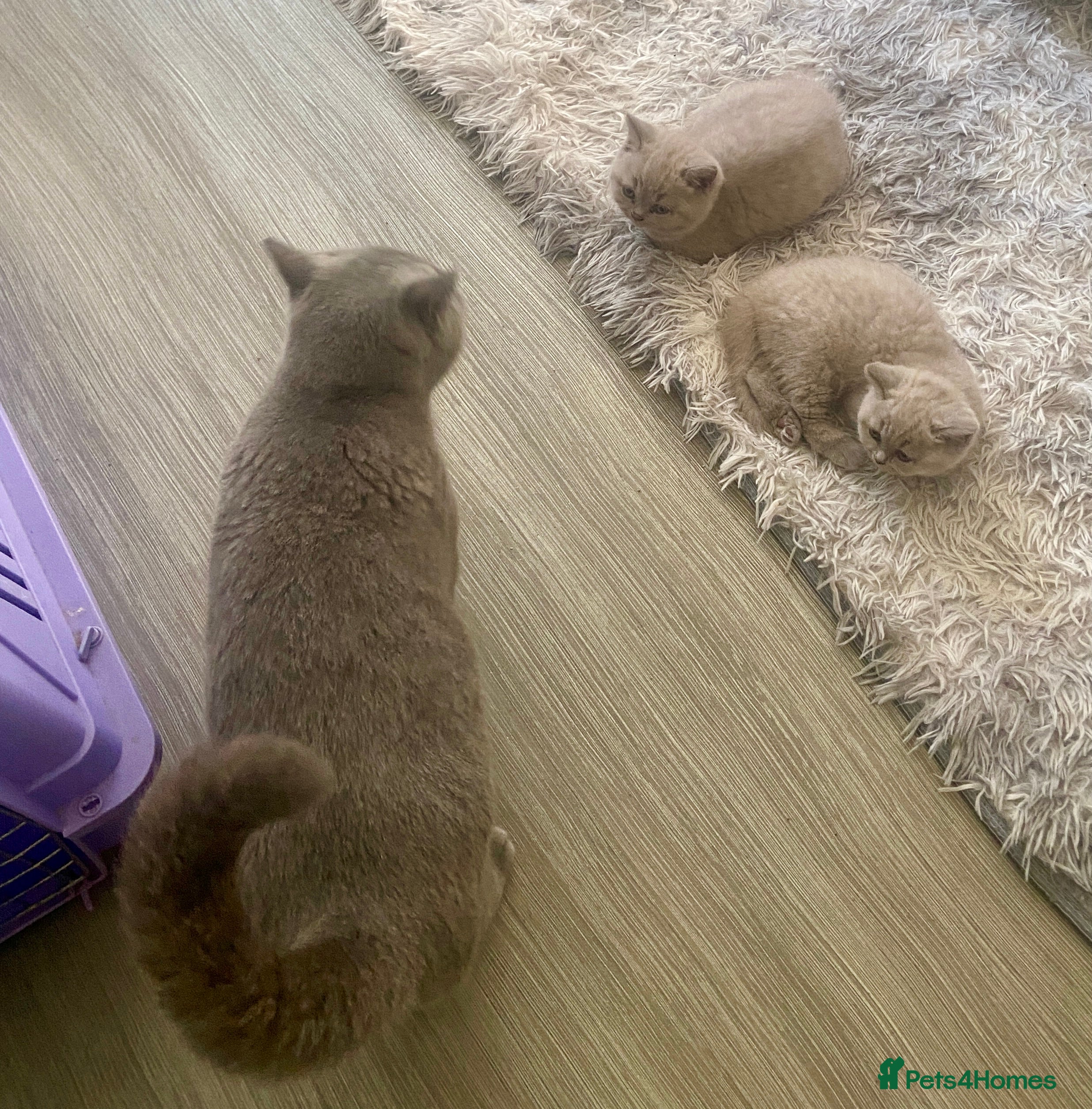 British Shorthair cats HEALTH TESTED BRITISH SHORTHAIR LILAC MALE KITTEN  - Advert 2
