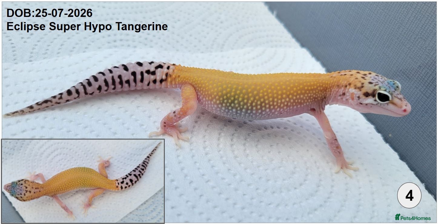 Leopard Gecko reptiles Baby Leopard Geckos - Advert 4