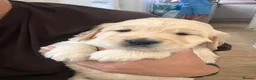 Golden Retriever dogs for sale: Golden Retiever puppies  - Advert 12