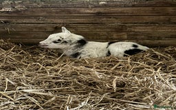 Goats livestock for sale: Male pigmy goat kid  - Image 1