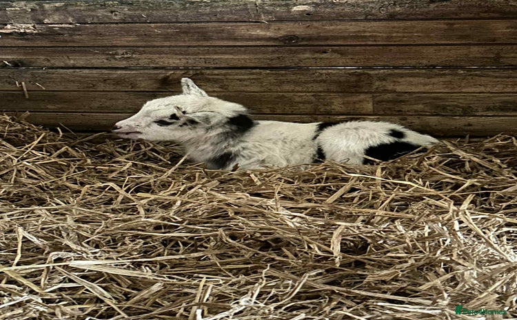 Goats livestock - Advert 1