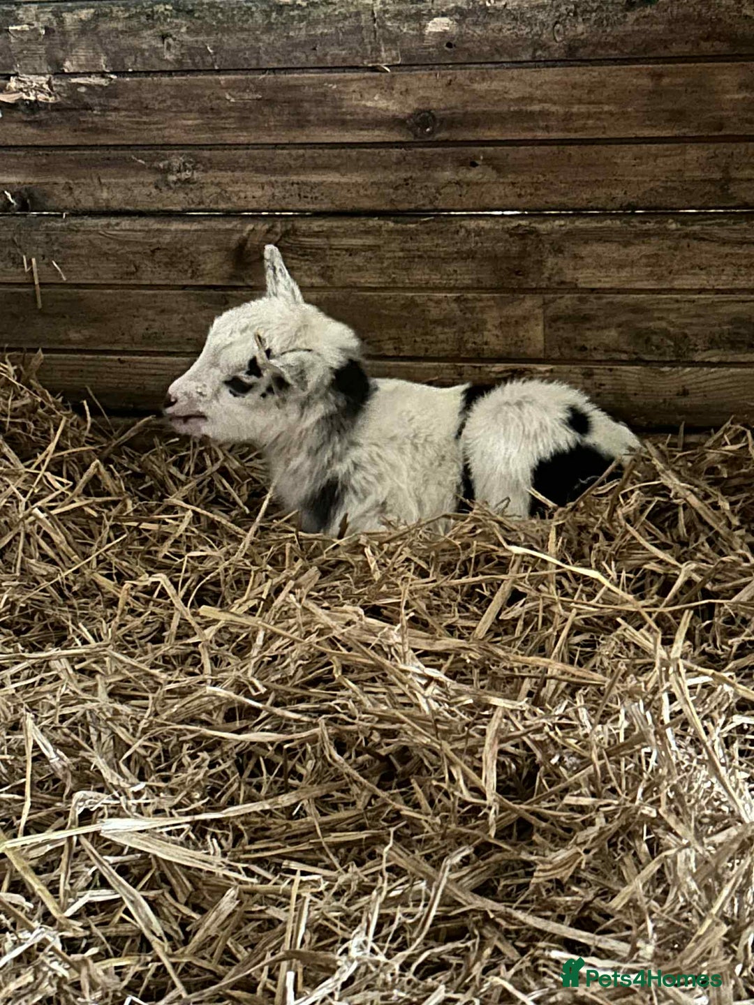Goats livestock for sale: Male pigmy goat kid  - Image 1