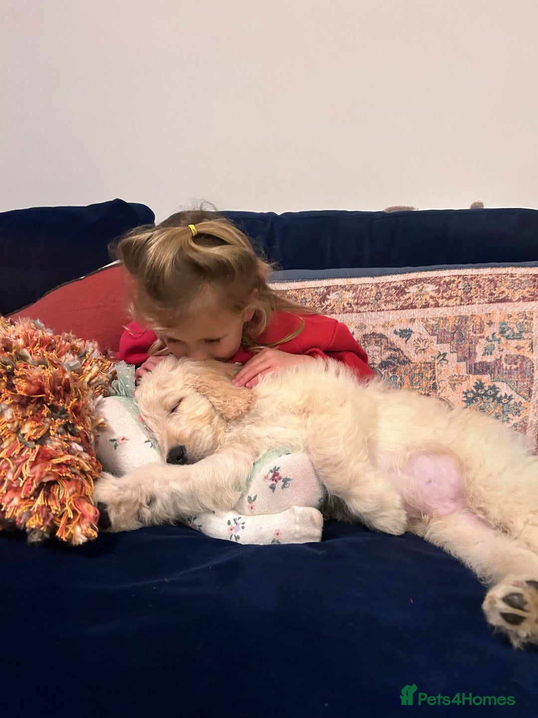 Goldendoodle dogs for sale: Goldendoodles F1, both parents hip scored          - Image 19