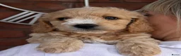 Cavapoochon dogs for sale: Lovely puppies looking for good home  - Advert 17
