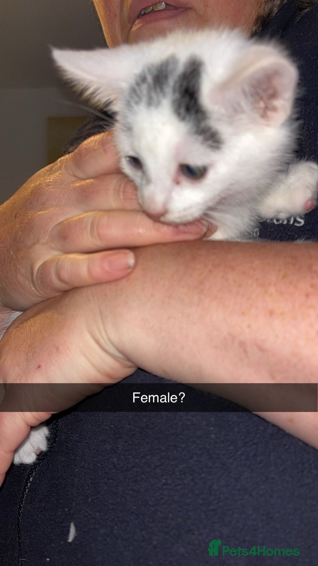 Domestic Shorthair cats for sale: 7 beautiful baby’s ready to go now - Image 7