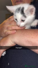 Domestic Shorthair Kitten 6